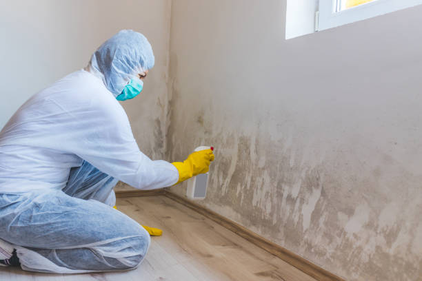 Licensed Mold Remediation service in Celina, TX - WQB Mold Removal